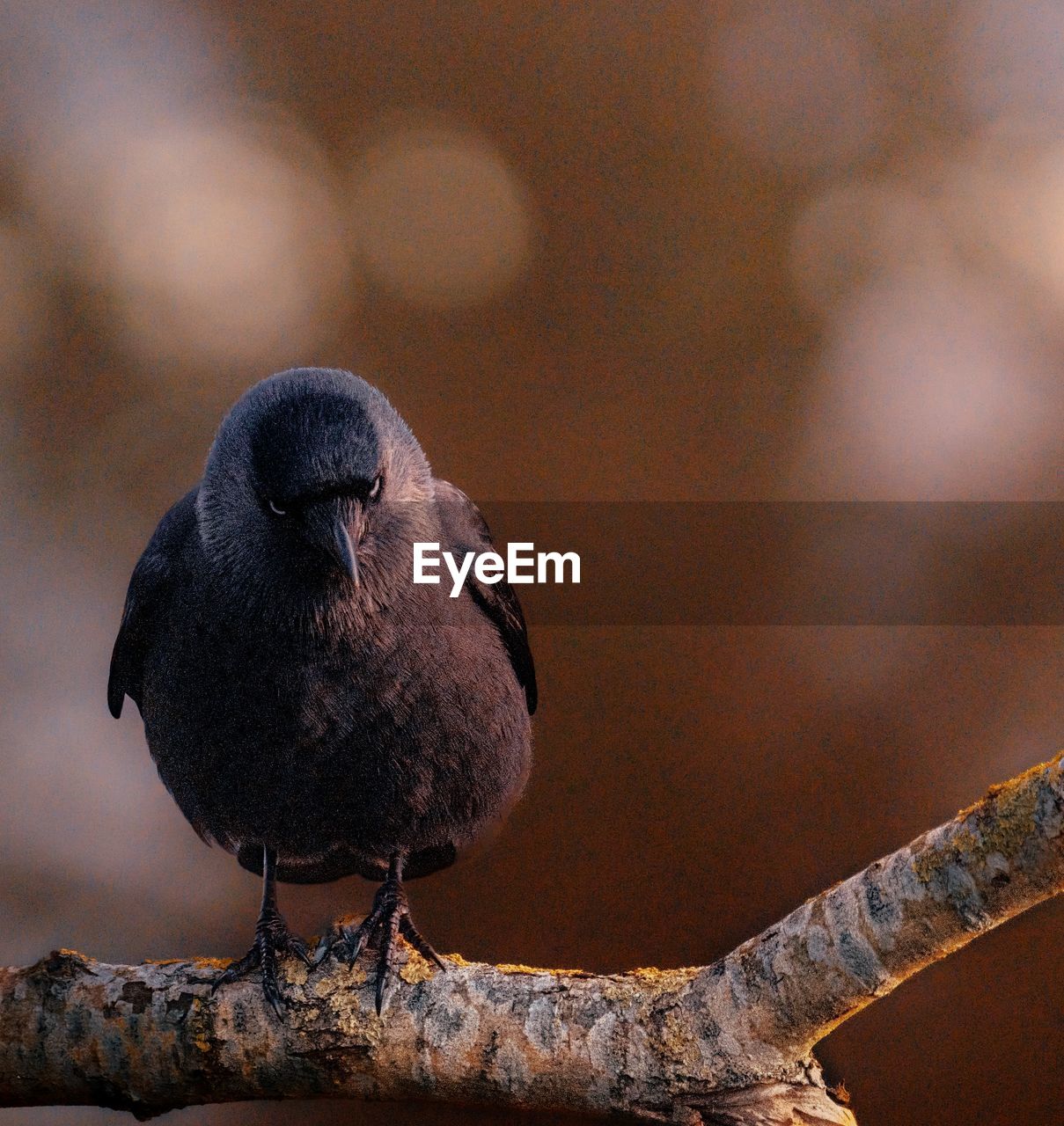 animal themes, animal, bird, animal wildlife, close-up, wildlife, beak, one animal, perching, branch, no people, nature, full length, focus on foreground, tree, outdoors, black, day