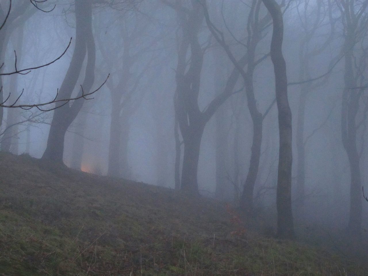 TREES IN FOREST DURING FOG