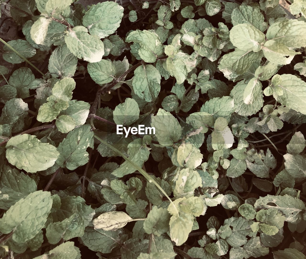 FULL FRAME SHOT OF LEAVES ON PLANT