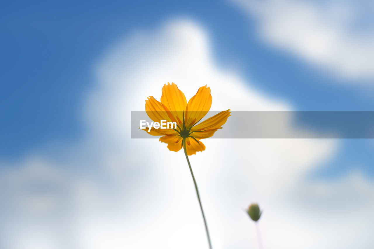 Low angle view of yellow flowering plant against sky