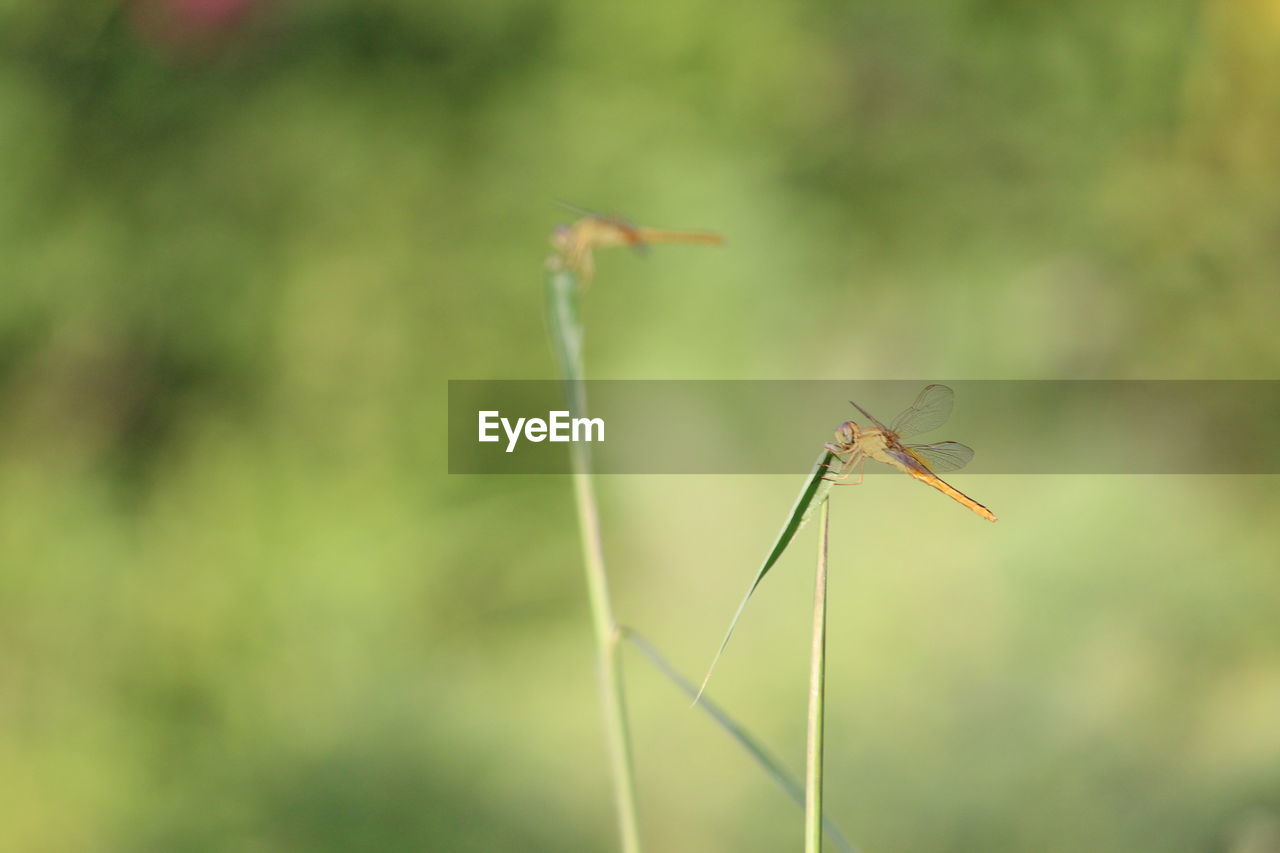 Dragon fly sitting on the grass leaf