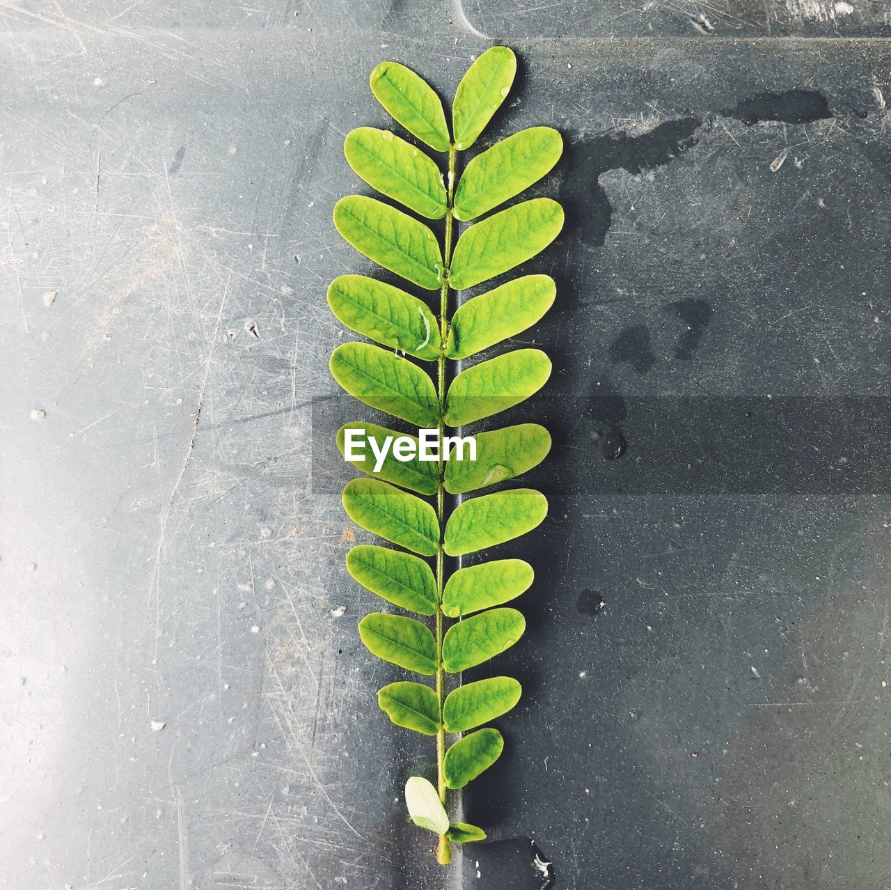 CLOSE-UP OF FRESH PLANT