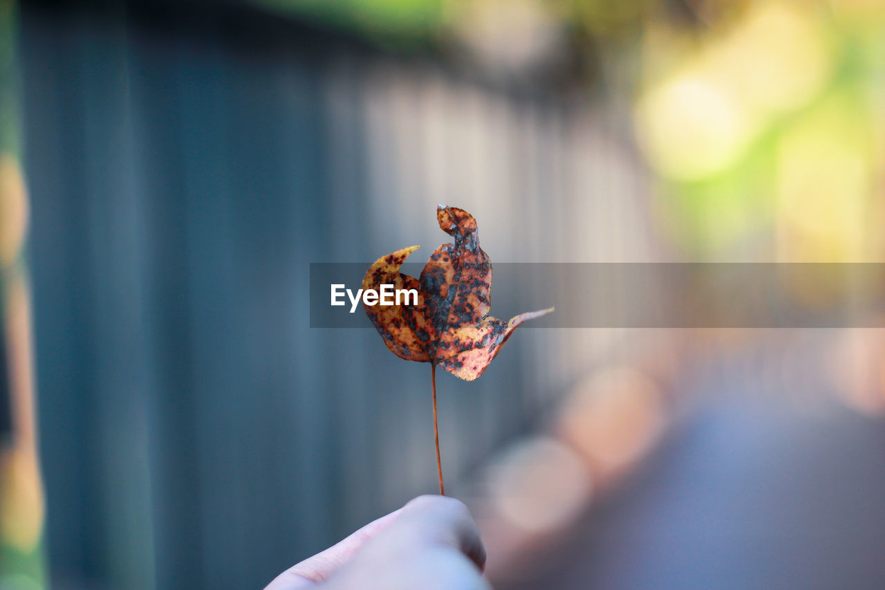 Close-up of hand holding autumn leaf