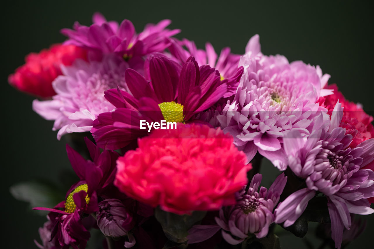 flower, flowering plant, plant, freshness, beauty in nature, pink, petal, close-up, flower head, nature, fragility, inflorescence, black background, macro photography, studio shot, chrysanths, floristry, no people, flower arrangement, purple, growth, magenta, indoors, blossom