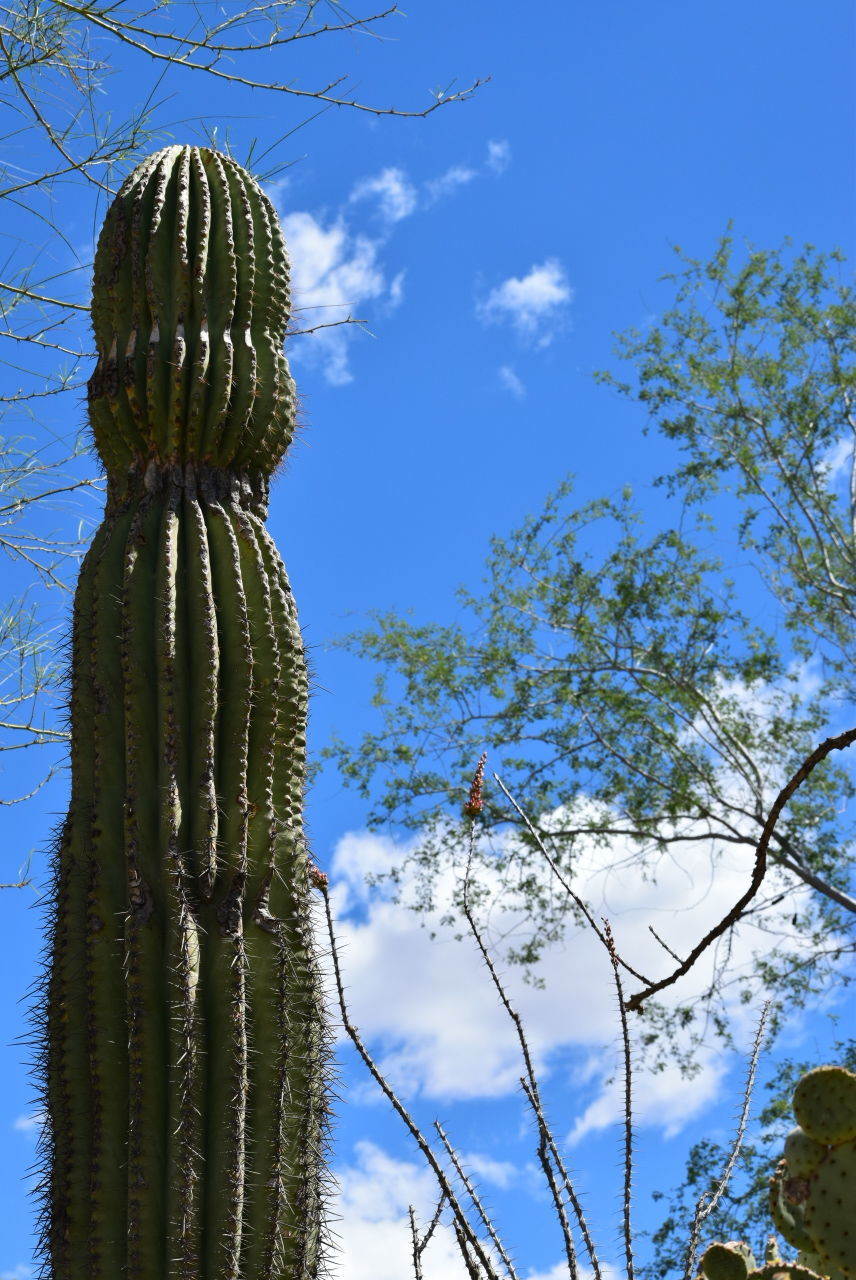 LOW ANGLE VIEW OF CACTUS AGAINST SKY