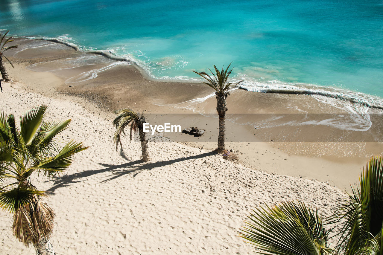 High angle view of palm trees on beach