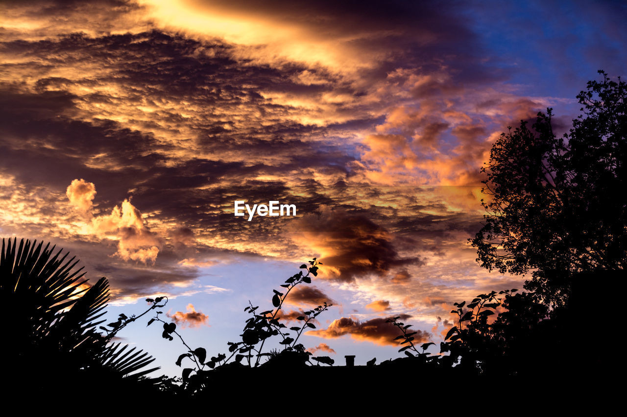 Silhouette trees against dramatic sky during sunset