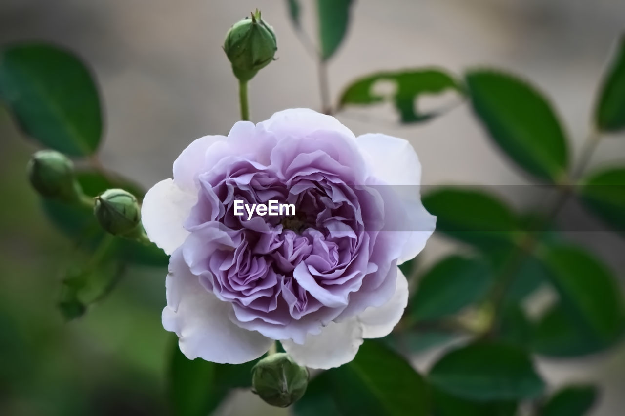 CLOSE-UP OF PINK ROSE IN FLOWER