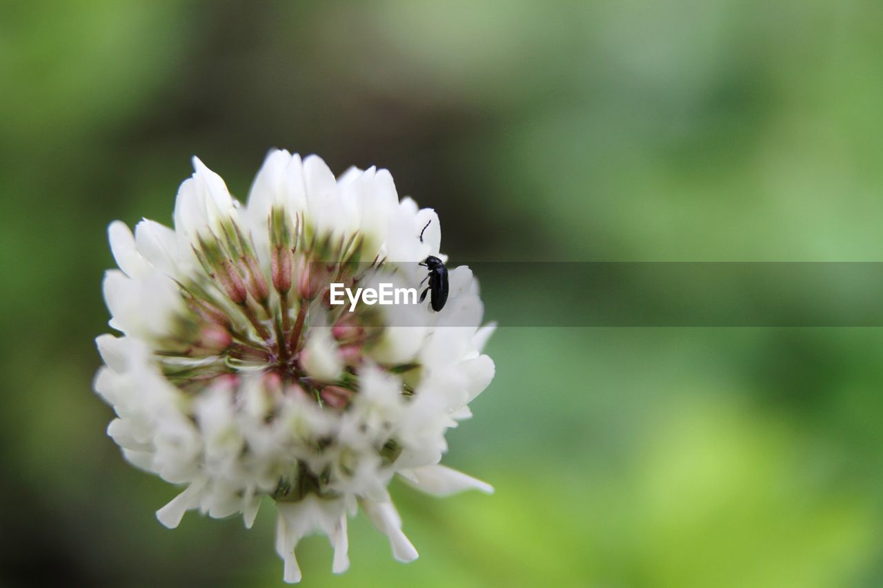 CLOSE-UP OF HONEY BEE ON WHITE FLOWER