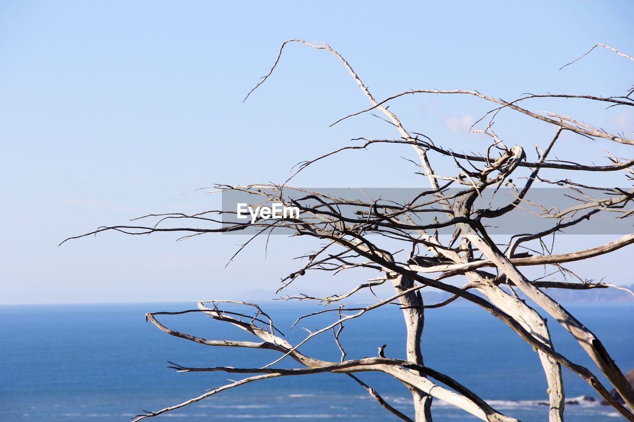 Bare tree against sea against clear blue sky