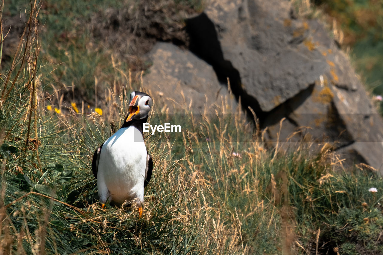 Puffin perching on grass