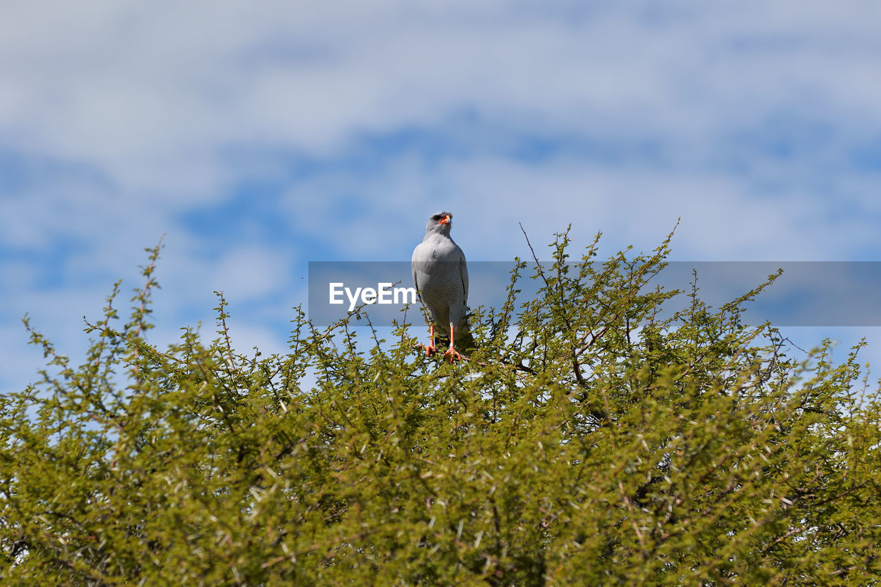 A southern pale chanting goshawk