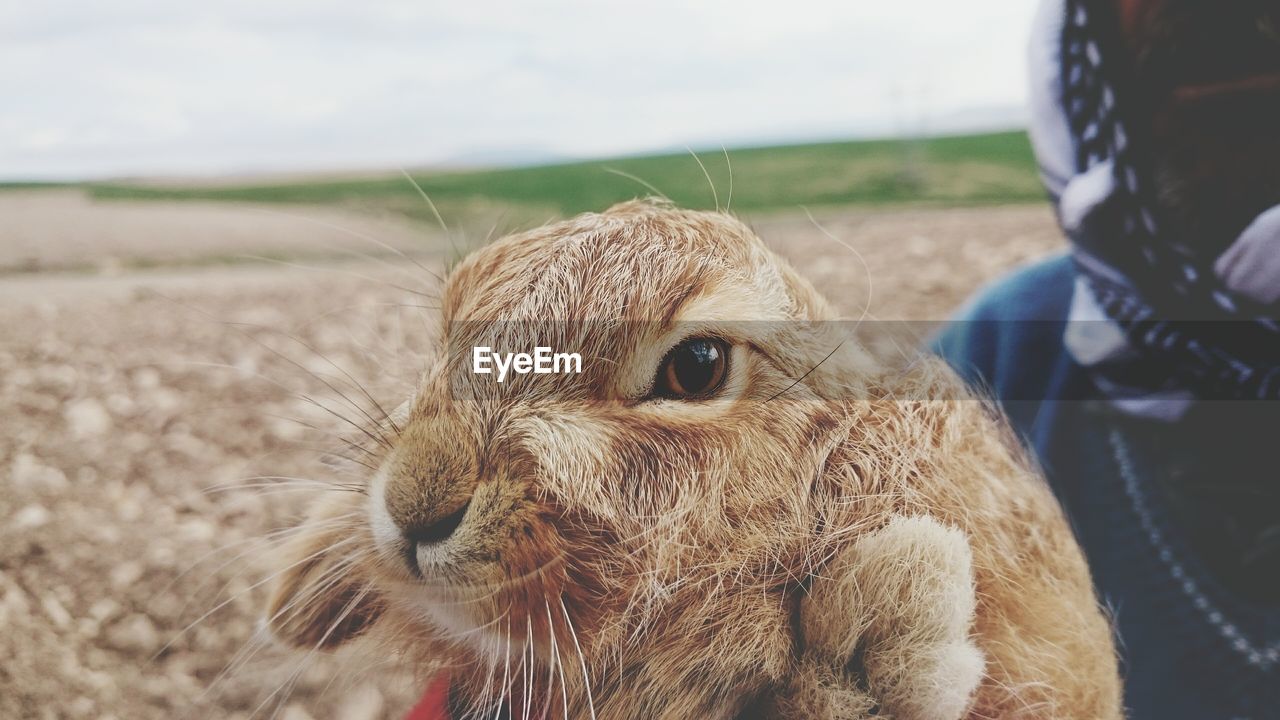 Close-up of person carrying rabbit