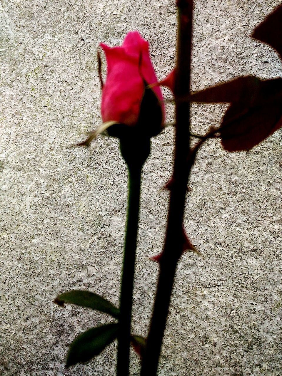 CLOSE-UP OF ROSE WITH RED PETALS