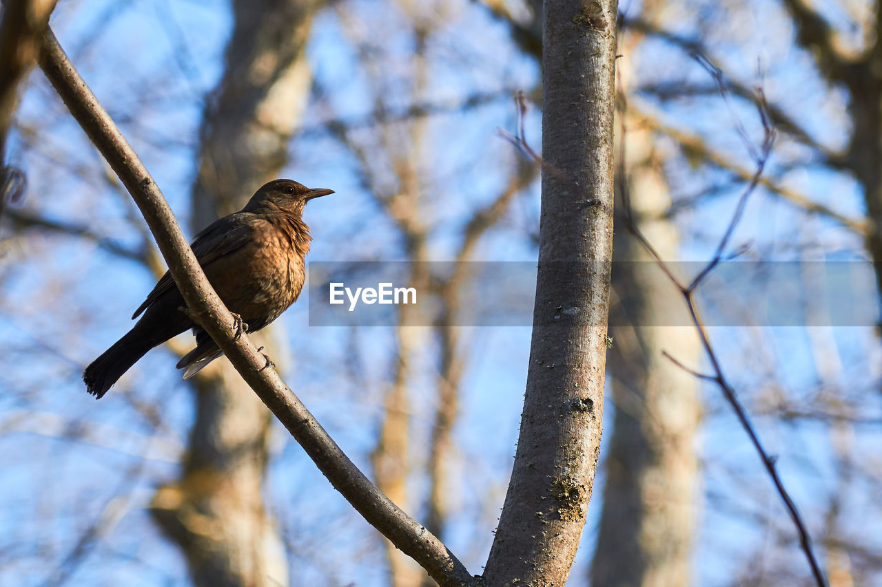 animal wildlife, animal, animal themes, nature, tree, bird, wildlife, branch, one animal, perching, plant, winter, low angle view, no people, sky, outdoors, focus on foreground, beauty in nature, bare tree, day