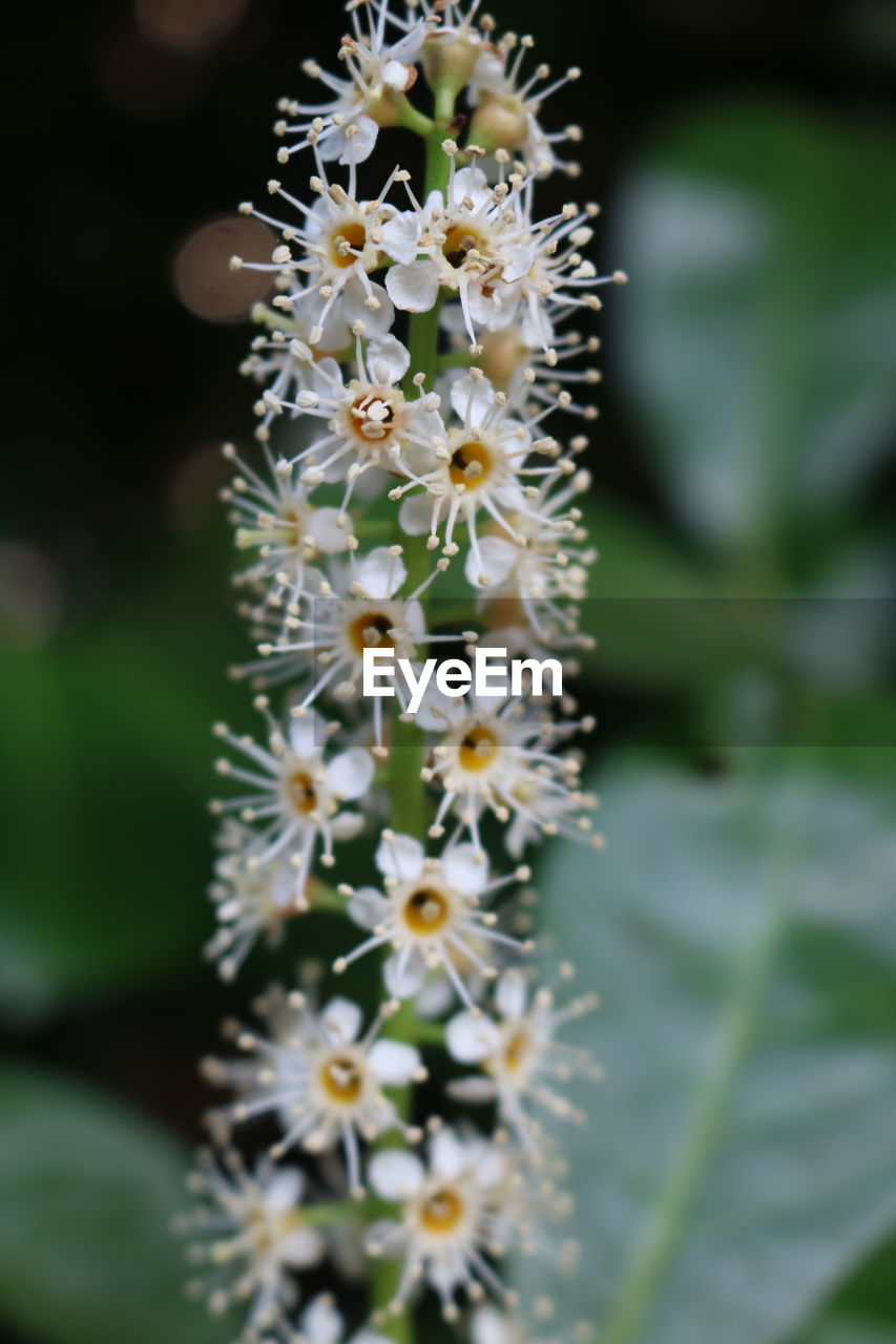 Close-up of white flowering plant in spring