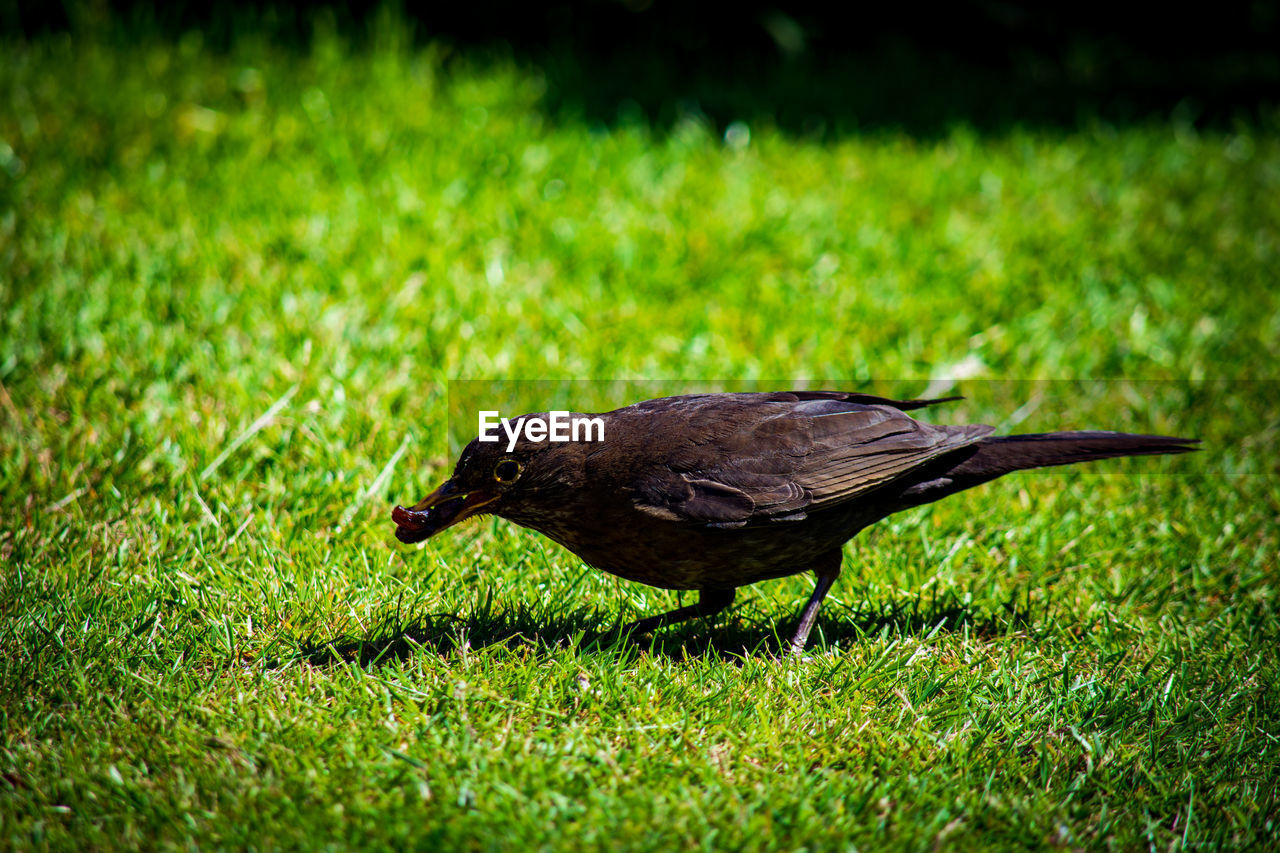 SIDE VIEW OF A BIRD