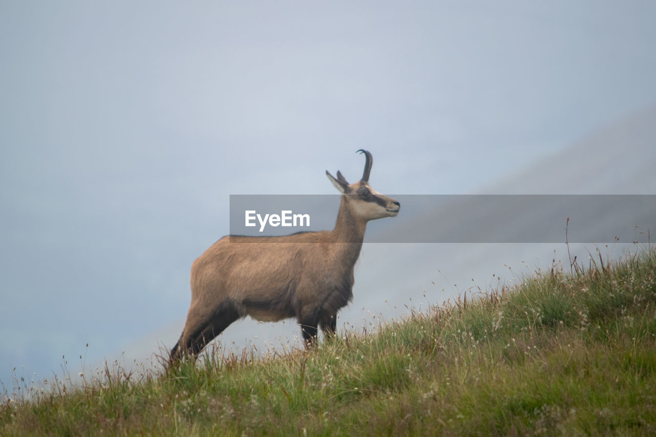 Side view of goat standing on field against sky