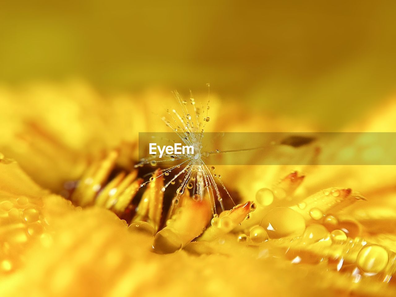 CLOSE-UP OF YELLOW FLOWER