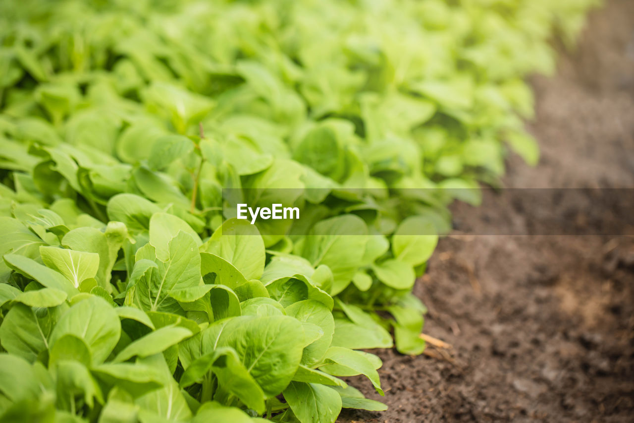 CLOSE-UP OF FRESH GREEN PLANTS IN FIELD