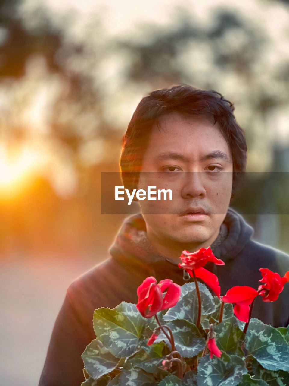 Close-up of young asian man holding red flowering cyclamen plant against setting sun.