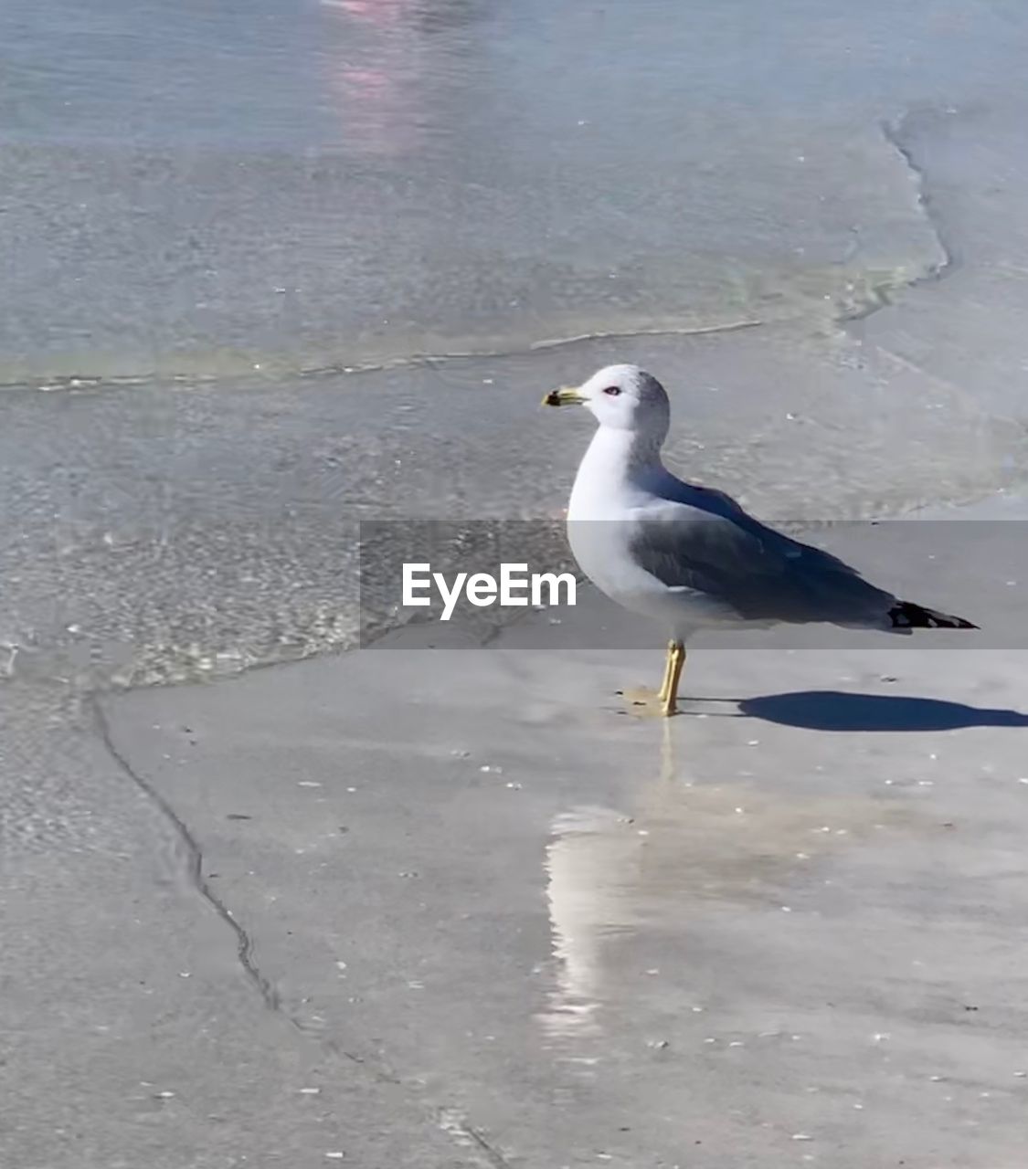 HIGH ANGLE VIEW OF SEAGULL PERCHING ON THE BEACH