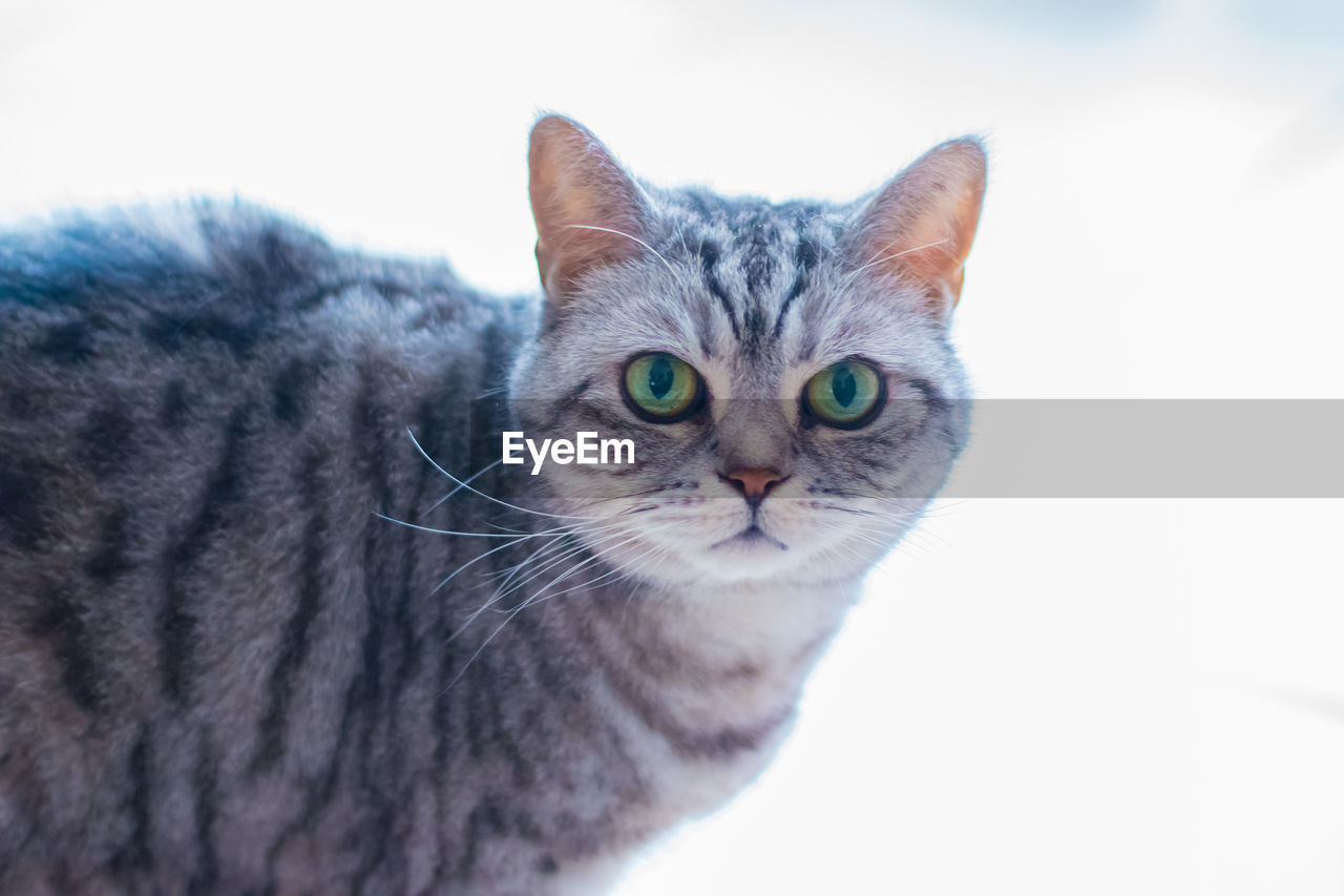 CLOSE-UP PORTRAIT OF A CAT