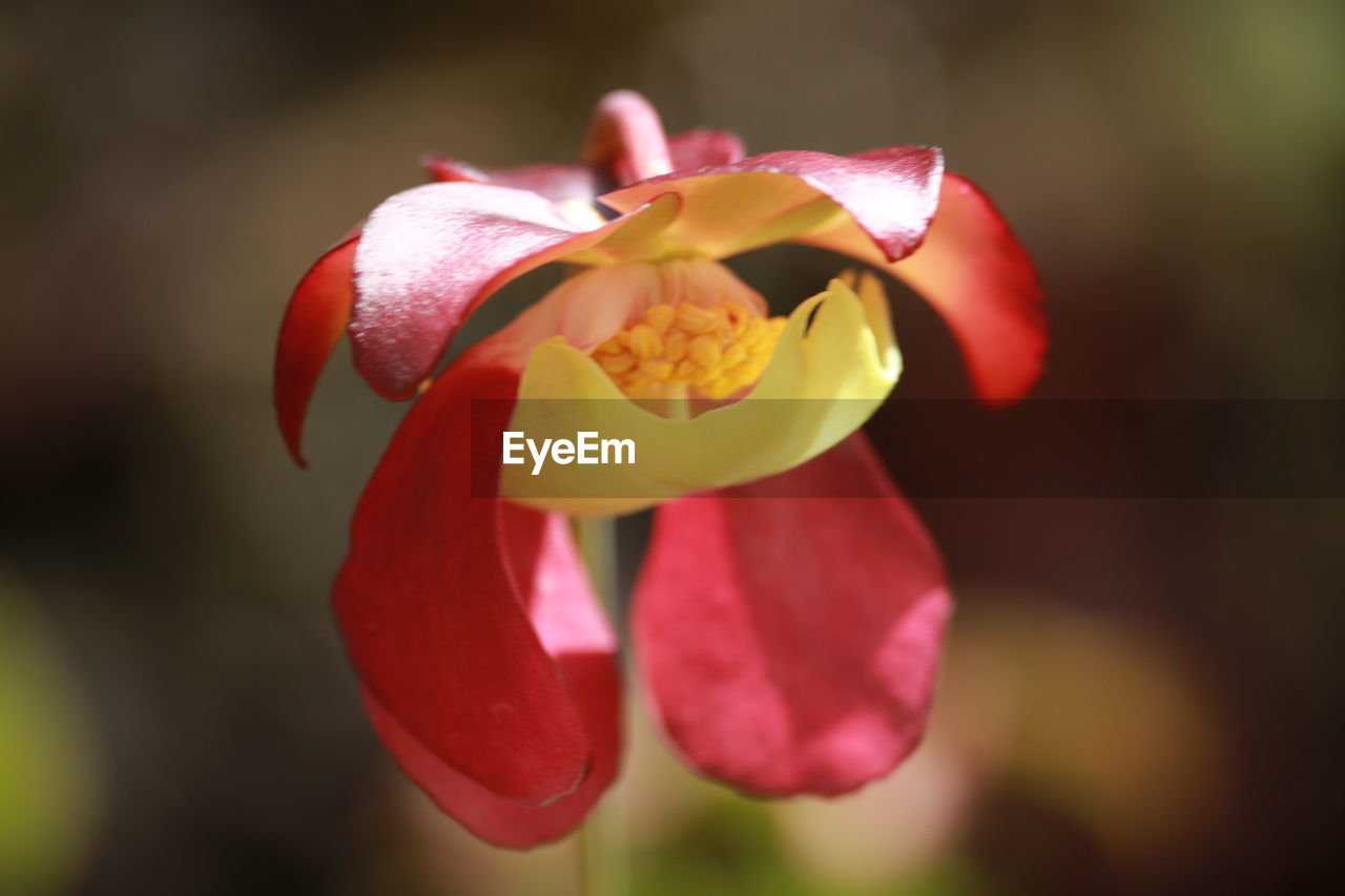 Close-up of red rose flower