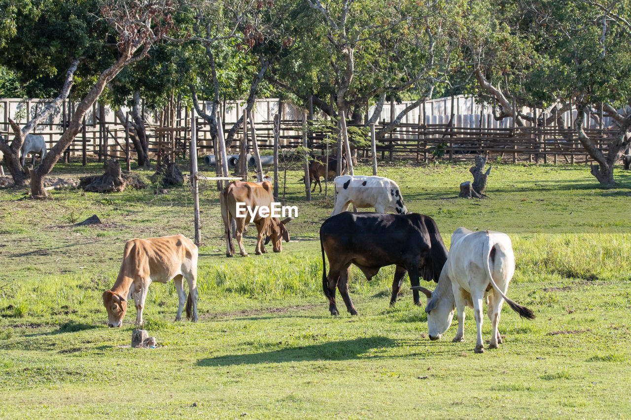 HORSES IN A FIELD