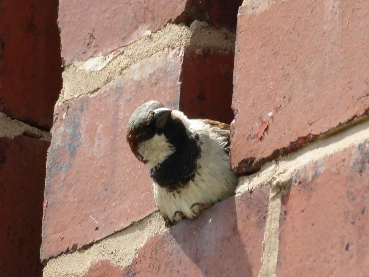 Low angle view of bird relaxing amidst brick wall