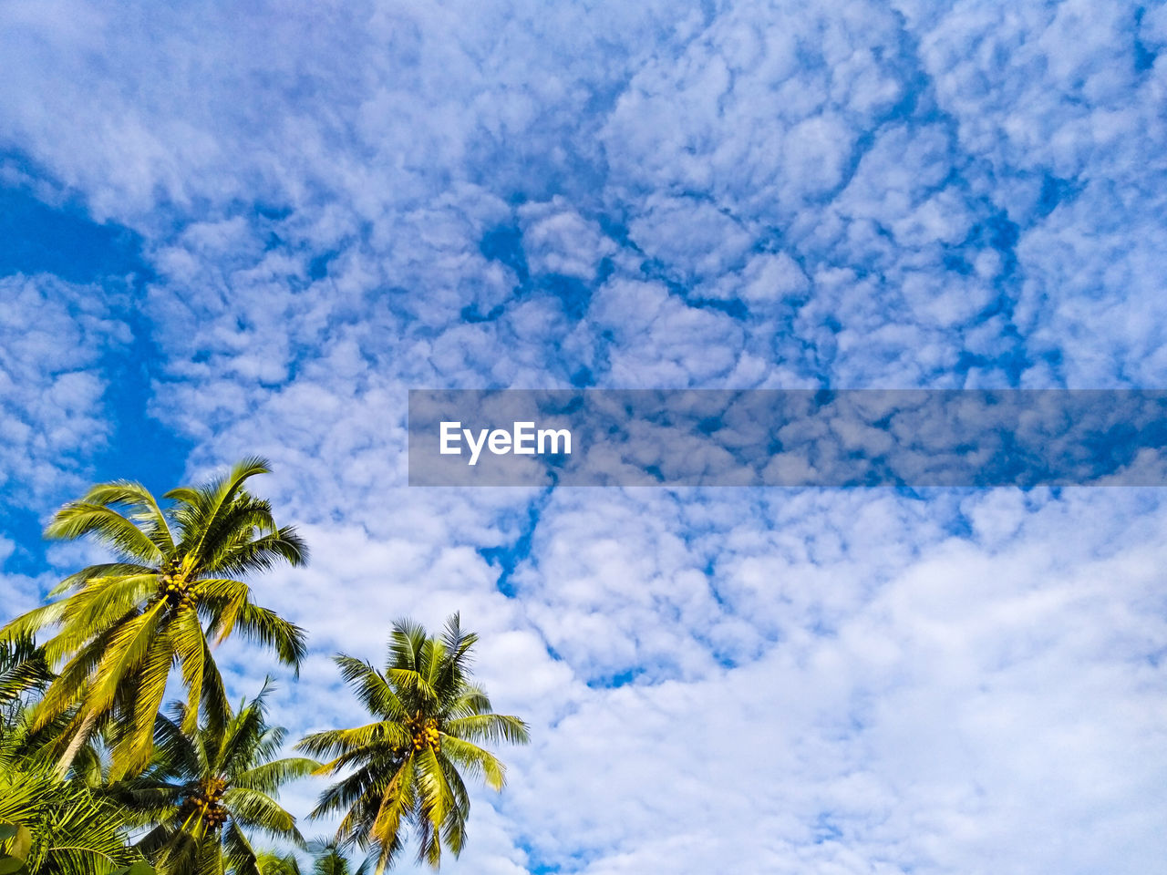 LOW ANGLE VIEW OF COCONUT PALM TREE AGAINST SKY
