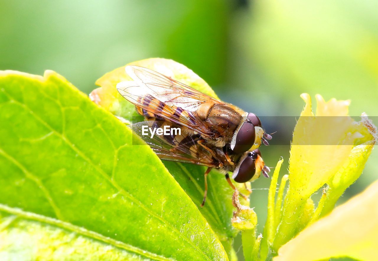 Close-up of hoverflies mating on plant