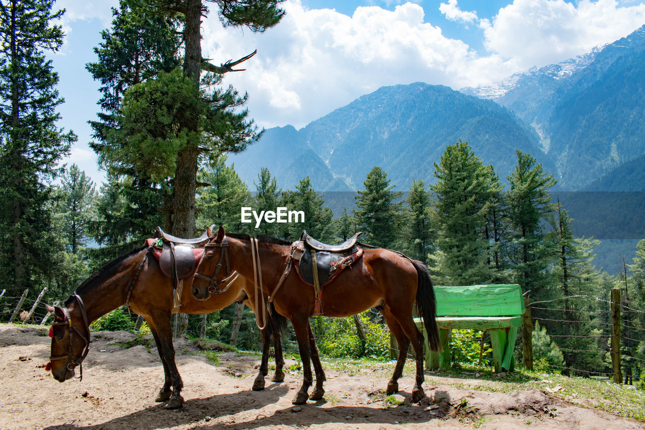 Horses on field