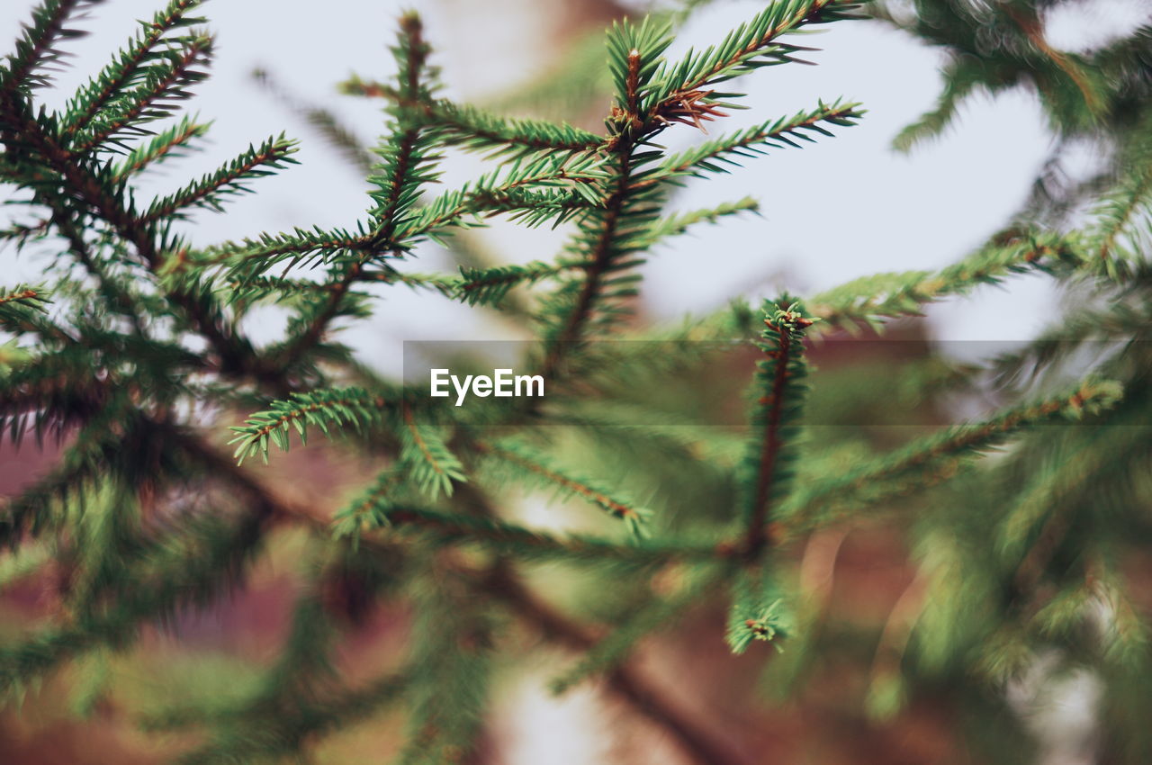 CLOSE UP OF PINE TREE BRANCH