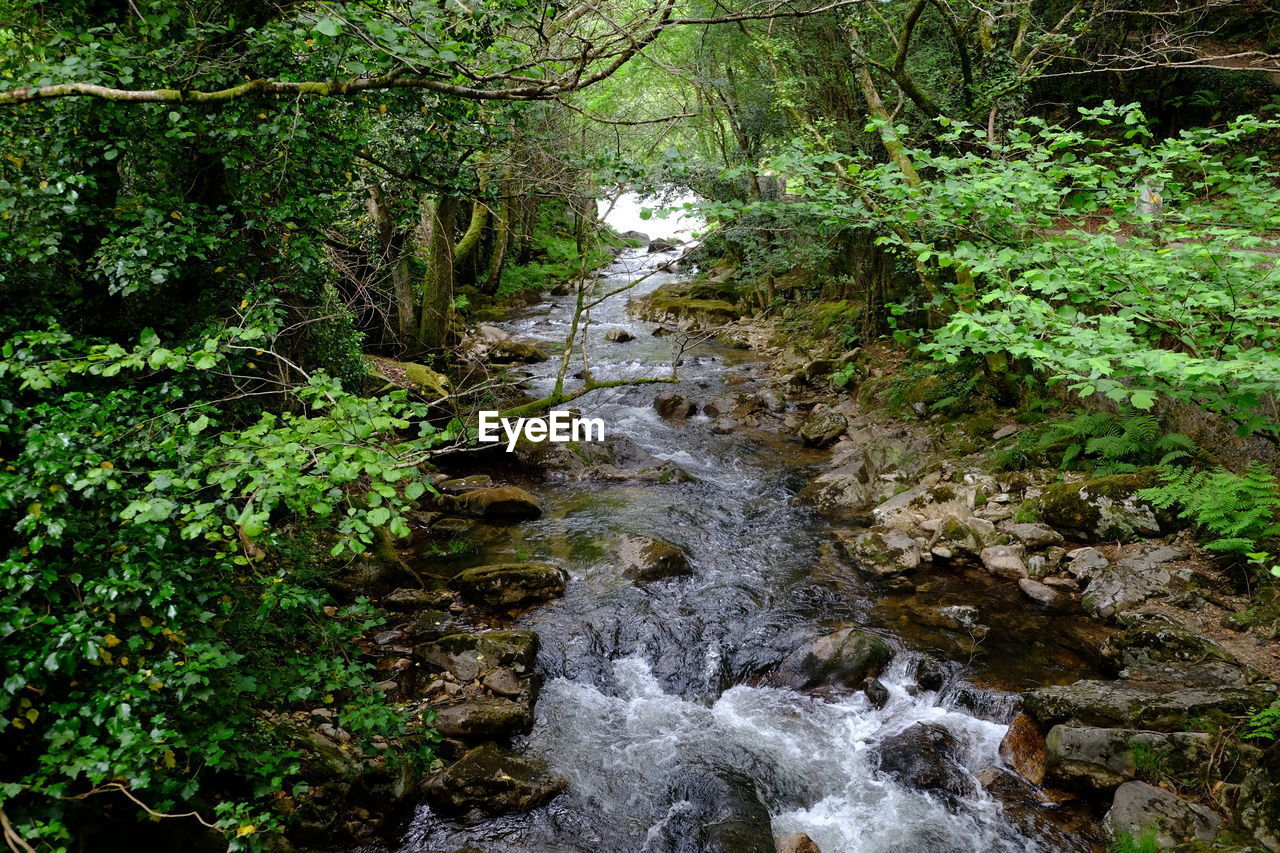 River flowing amidst trees in forest