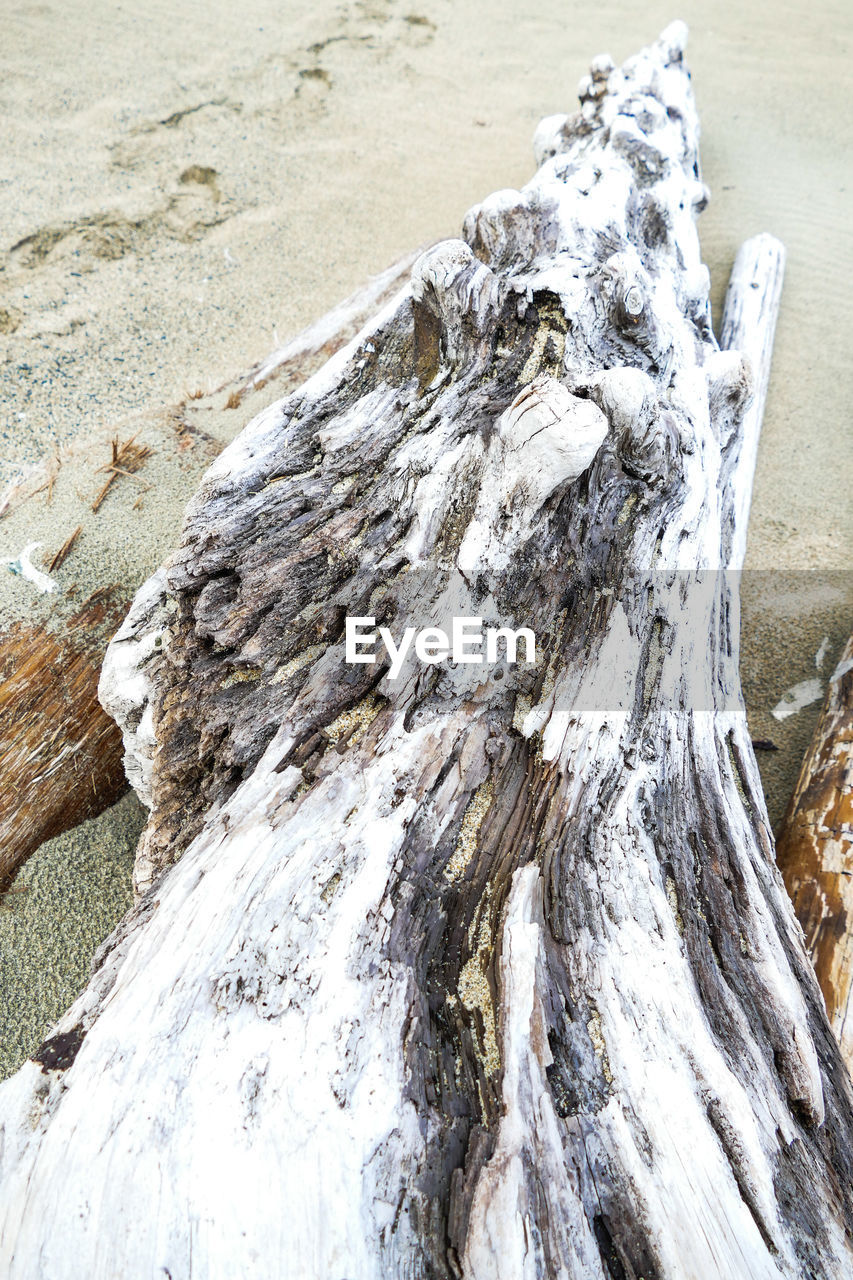 CLOSE-UP OF TREE TRUNK WITH SAND