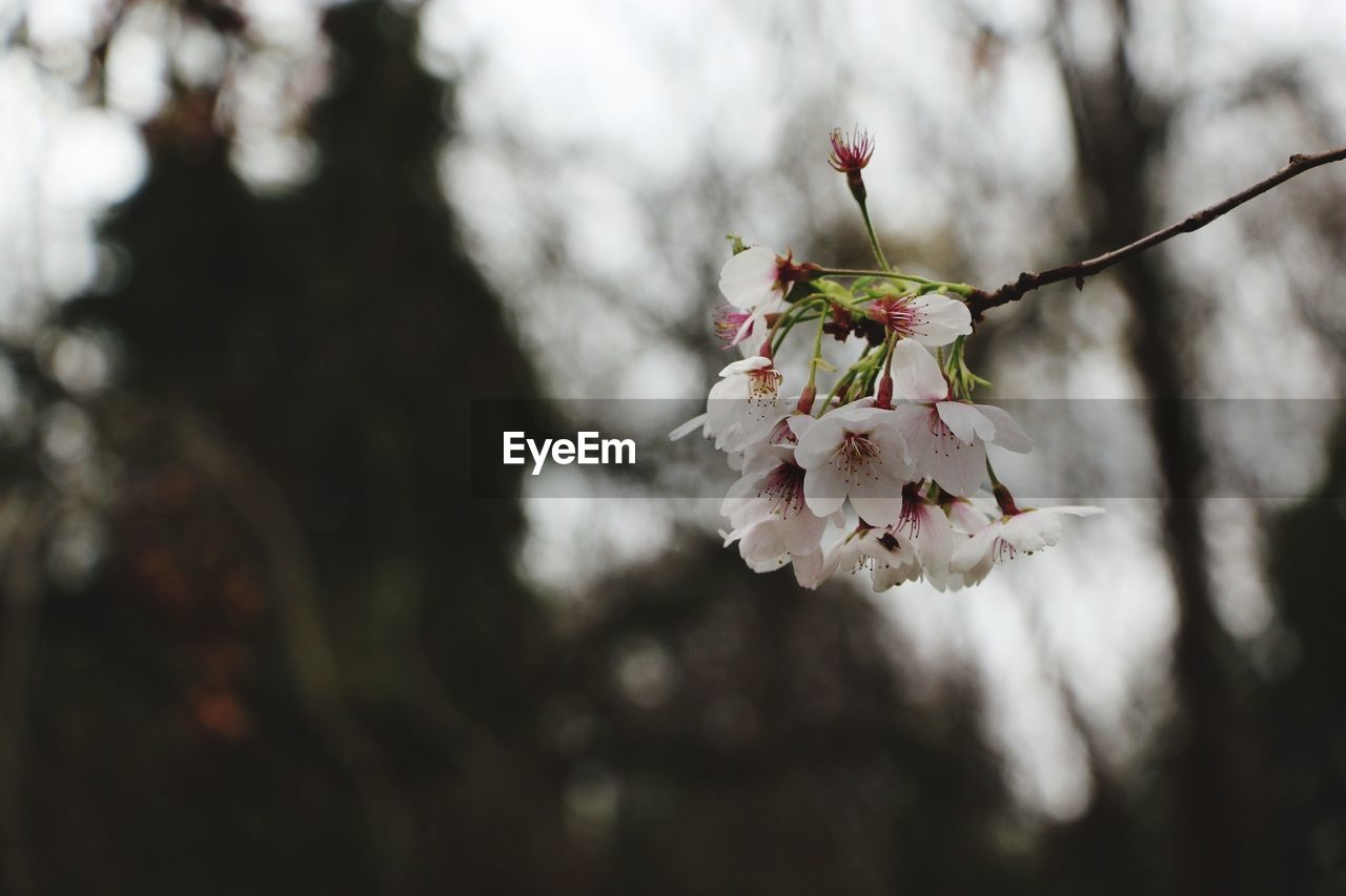 CLOSE-UP OF CHERRY BLOSSOM