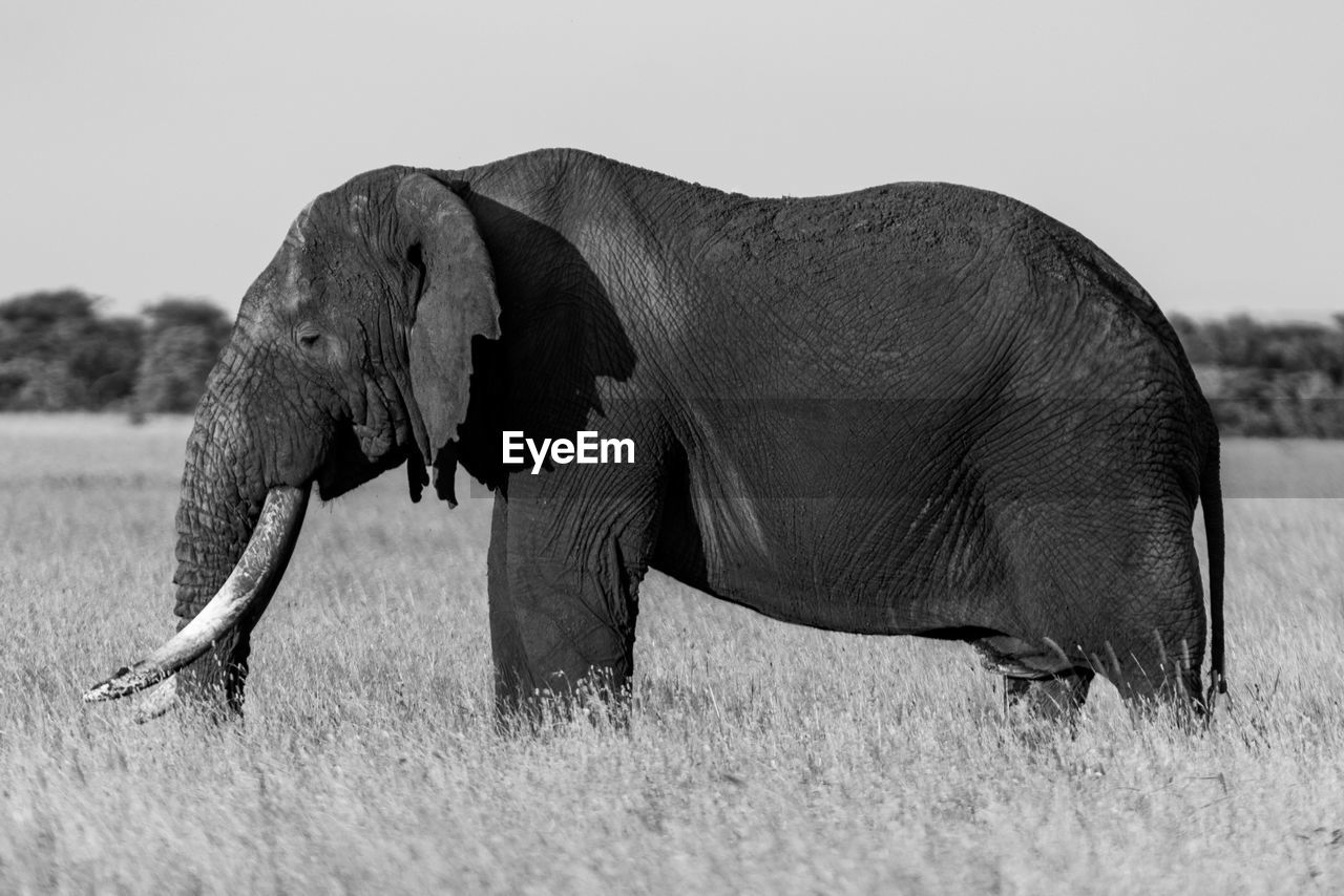 Mono african bush elephant stands in profile