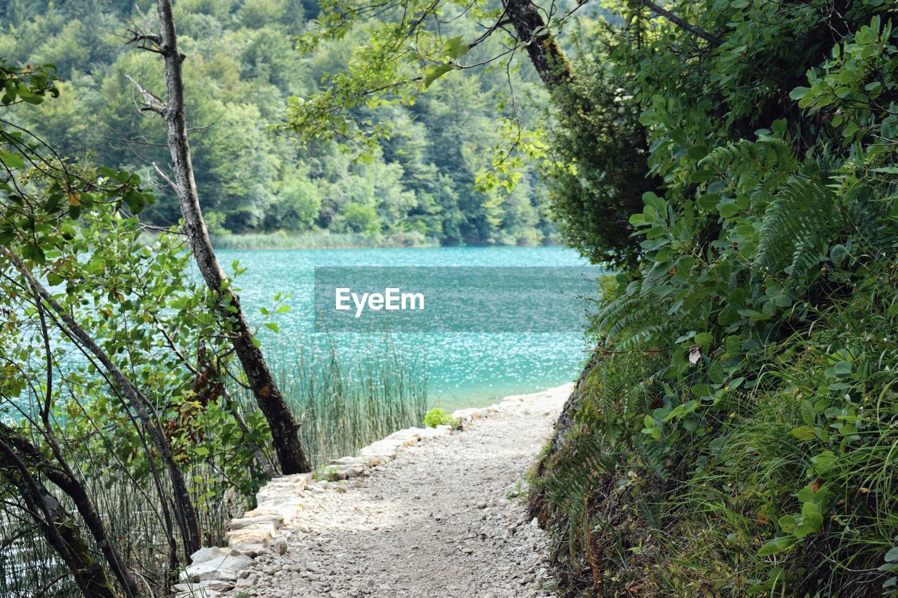 Footpath amidst trees in forest