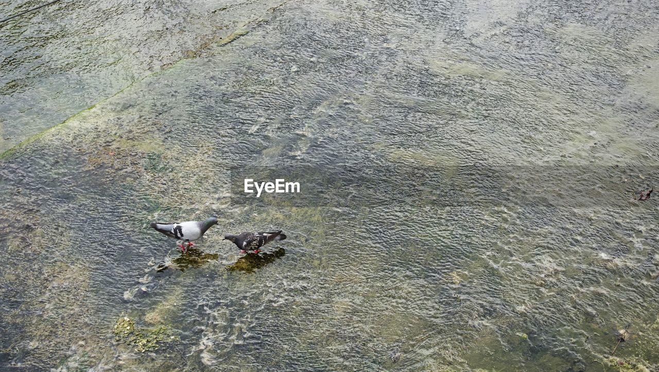 HIGH ANGLE VIEW OF BIRD FLYING IN WATER