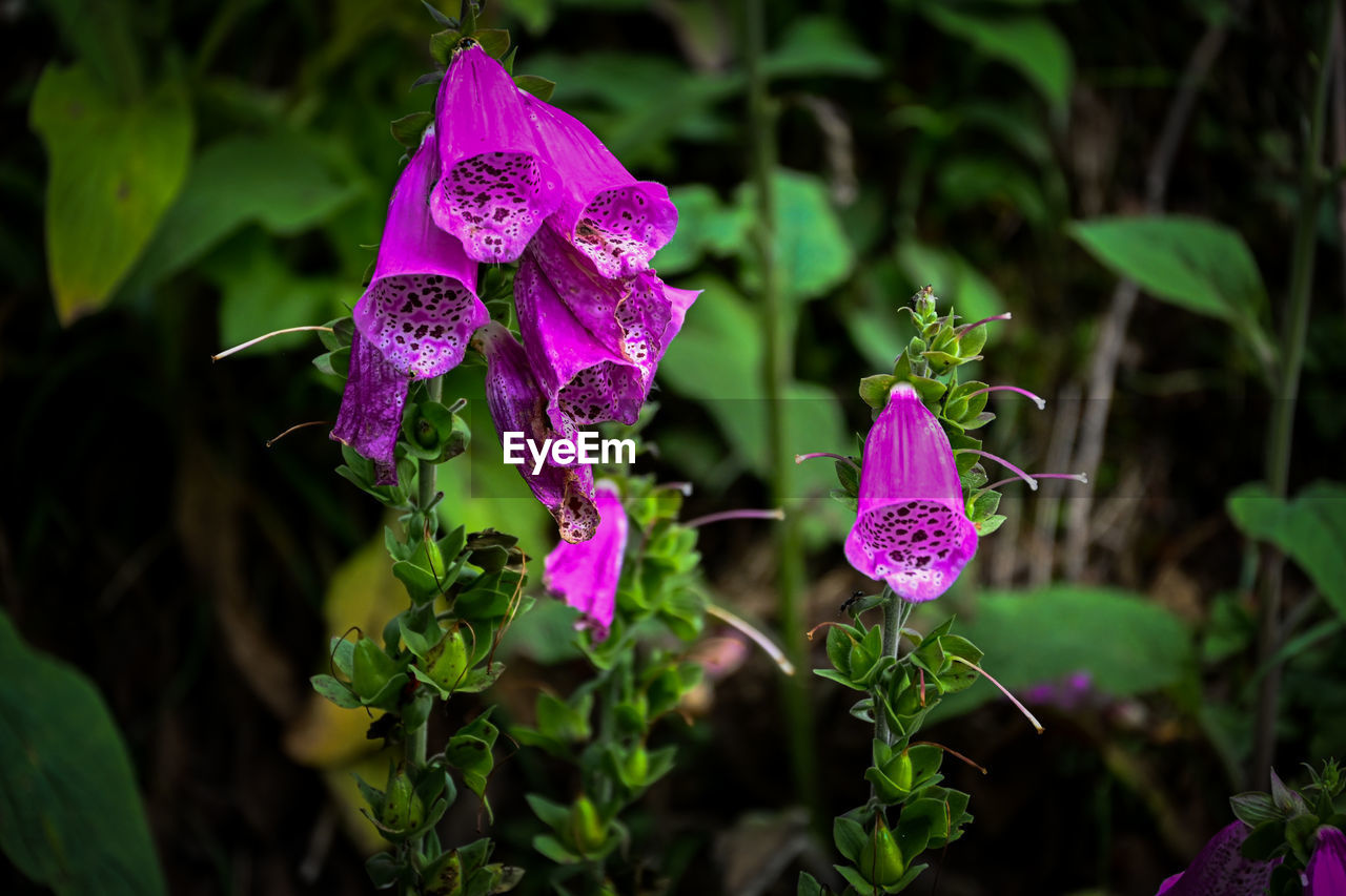 flower, flowering plant, plant, beauty in nature, purple, nature, freshness, pink, plant part, close-up, leaf, growth, magenta, wildflower, focus on foreground, animal wildlife, no people, flower head, petal, fragility, outdoors, inflorescence, macro photography, botany, animal, animal themes, green, day, multi colored