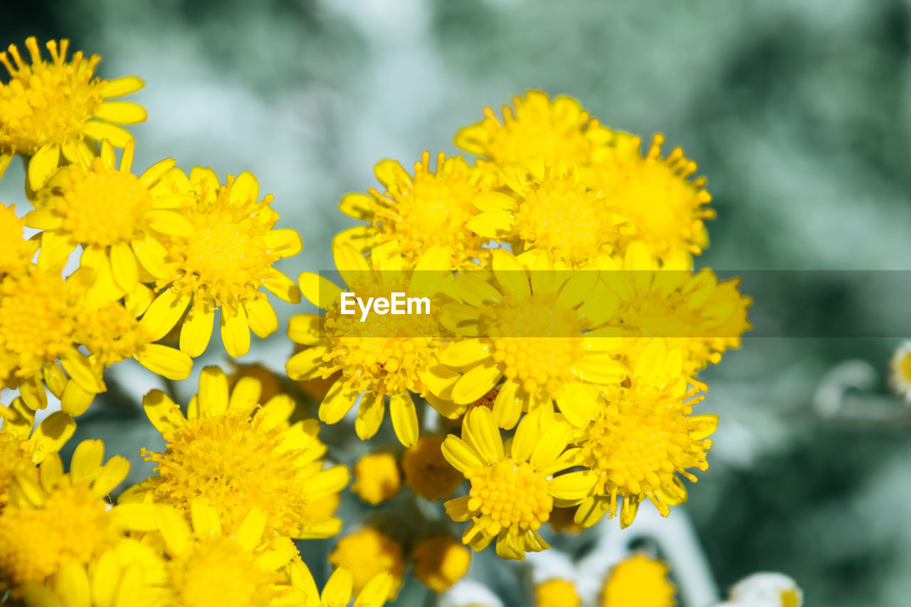 flower, flowering plant, yellow, plant, freshness, beauty in nature, fragility, nature, close-up, flower head, growth, inflorescence, petal, no people, focus on foreground, springtime, macro photography, outdoors, day, vibrant color, blossom, selective focus, herb, wildflower, botany