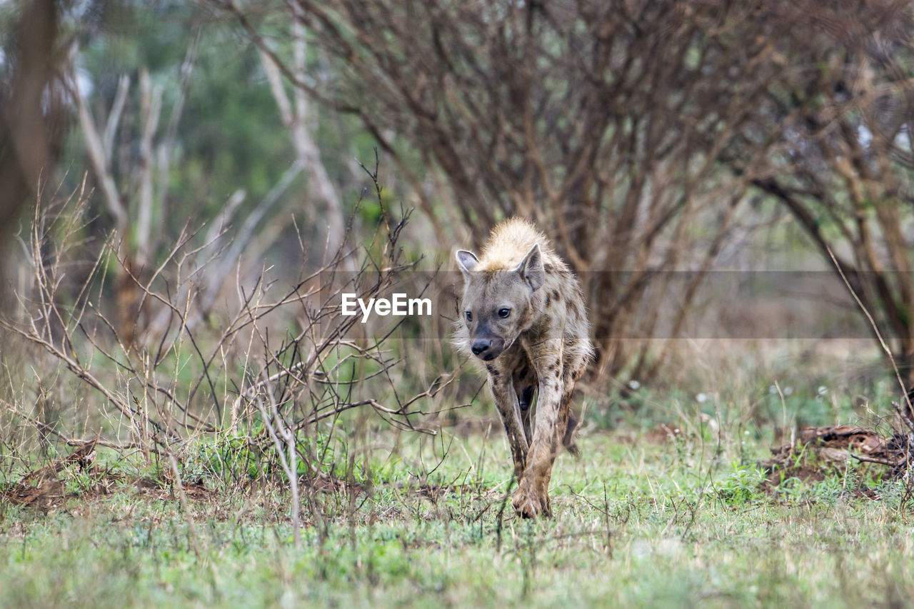 Hyena walking on grass in forest