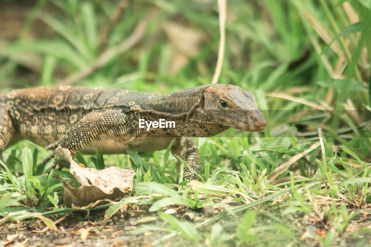 animal themes, animal, animal wildlife, one animal, reptile, wildlife, wall lizard, lizard, nature, no people, plant, grass, side view, outdoors, land, environment, portrait, animal body part, travel destinations