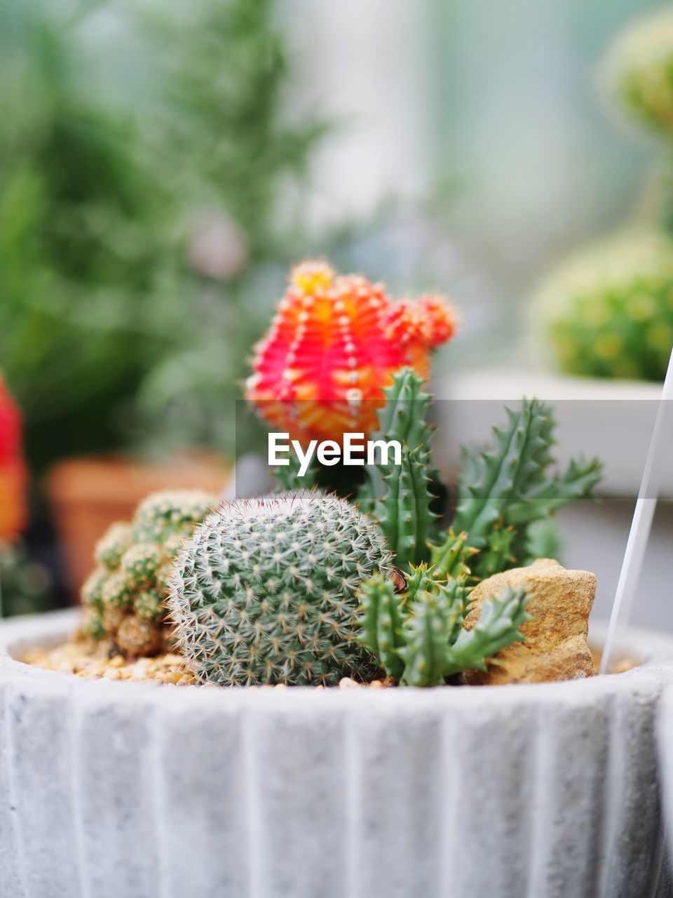 Close-up of succulent plant on table