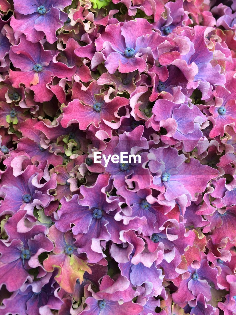 Full frame shot of pink and purple hydrangeas