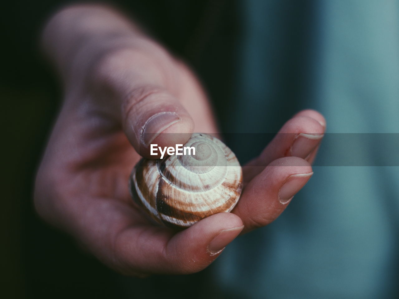 Close-up of snail on hand