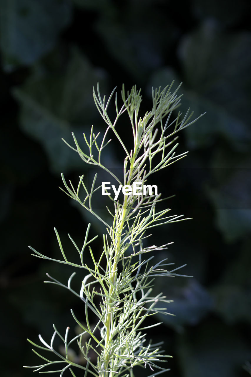 Close-up of warbler plant growing on field