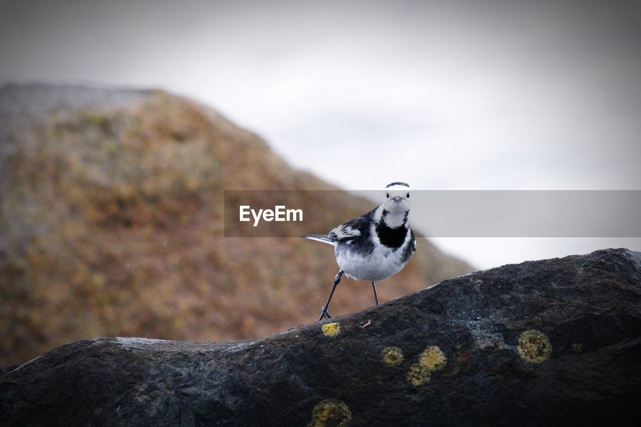 animal themes, animal, nature, animal wildlife, wildlife, bird, one animal, rock, close-up, perching, no people, macro photography, focus on foreground, day, outdoors, blue, full length