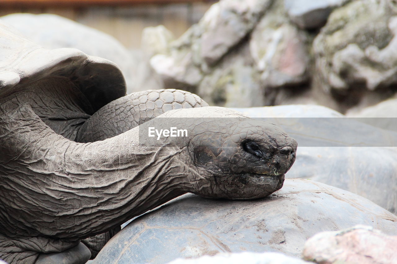 Close-up of tortoise